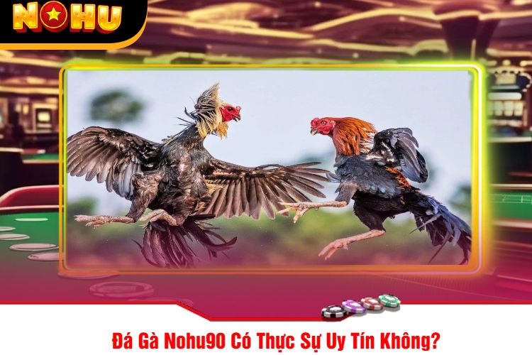 Đá Gà Nohu90 Có Thực Sự Uy Tín Không?